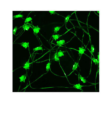 Noël vert à piles a mené des lumières de ficelle avec l'intense luminosité